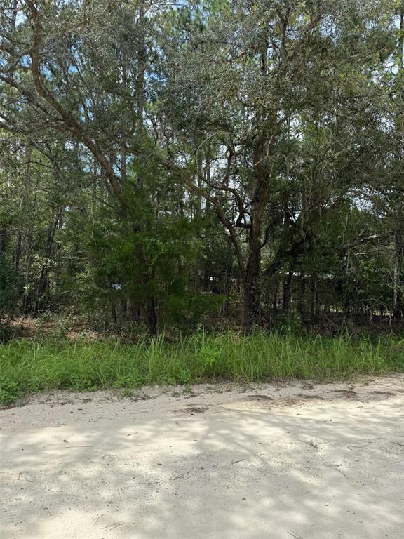 A sandy road borders a wooded lot filled with tall pine and oak trees — 4500 SW 175 COURT, DUNNELLON, FL