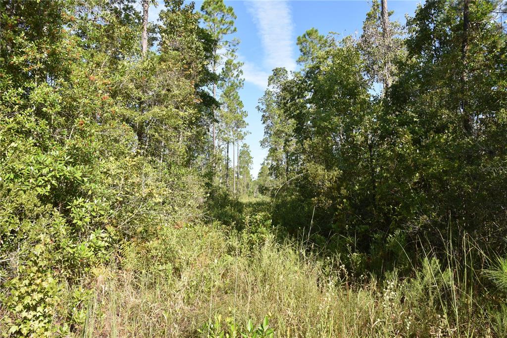 OFF NE 212TH ST., FORT MC COY, FL — photo 3 of 30