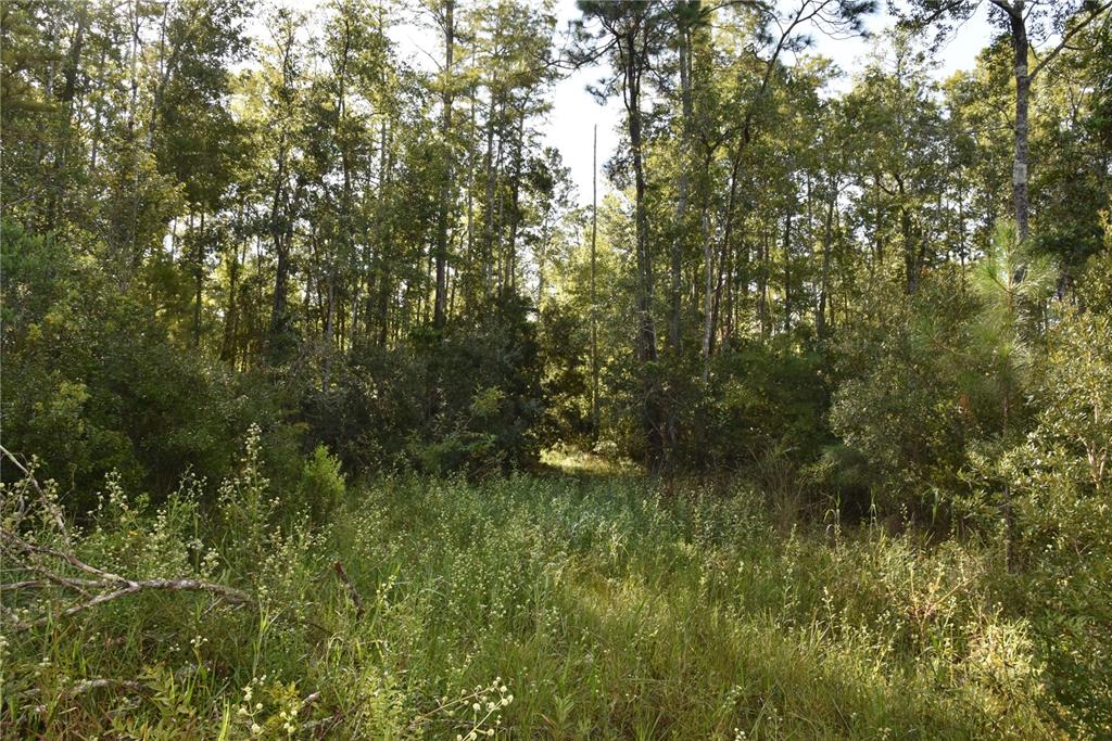 OFF NE 212TH ST., FORT MC COY, FL — photo 4 of 30