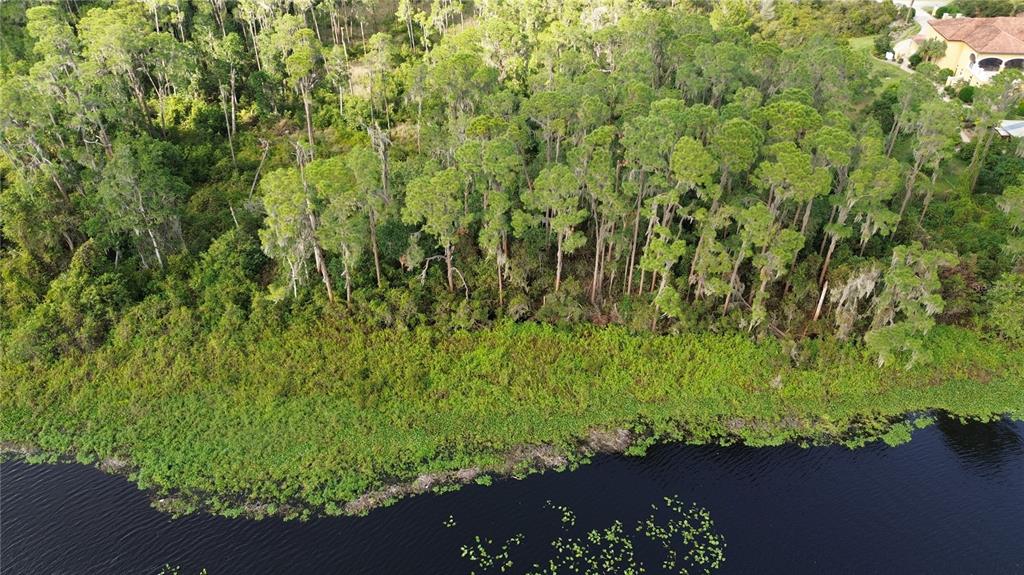 An aerial view of a wooded area bordering a lake with lily pads — 3029 HAWKS LANDING CIRCLE, SEBRING, FL