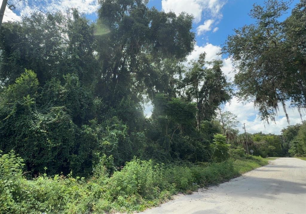 A dirt road runs alongside a dense, wooded lot with tall trees and thick vegetation — 0000 NE 182ND PLACE, CITRA, FL