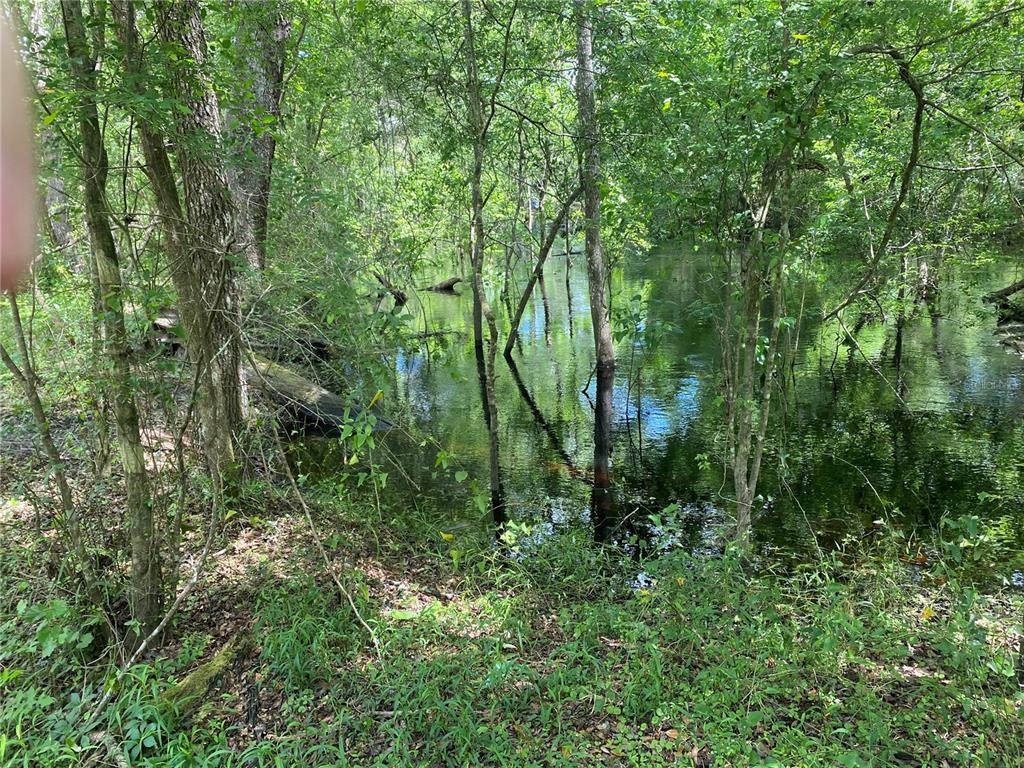 A view of a wooded area with trees growing directly out of a flooded pond — TBD2 SW 129TH BOULEVARD, WEBSTER, FL