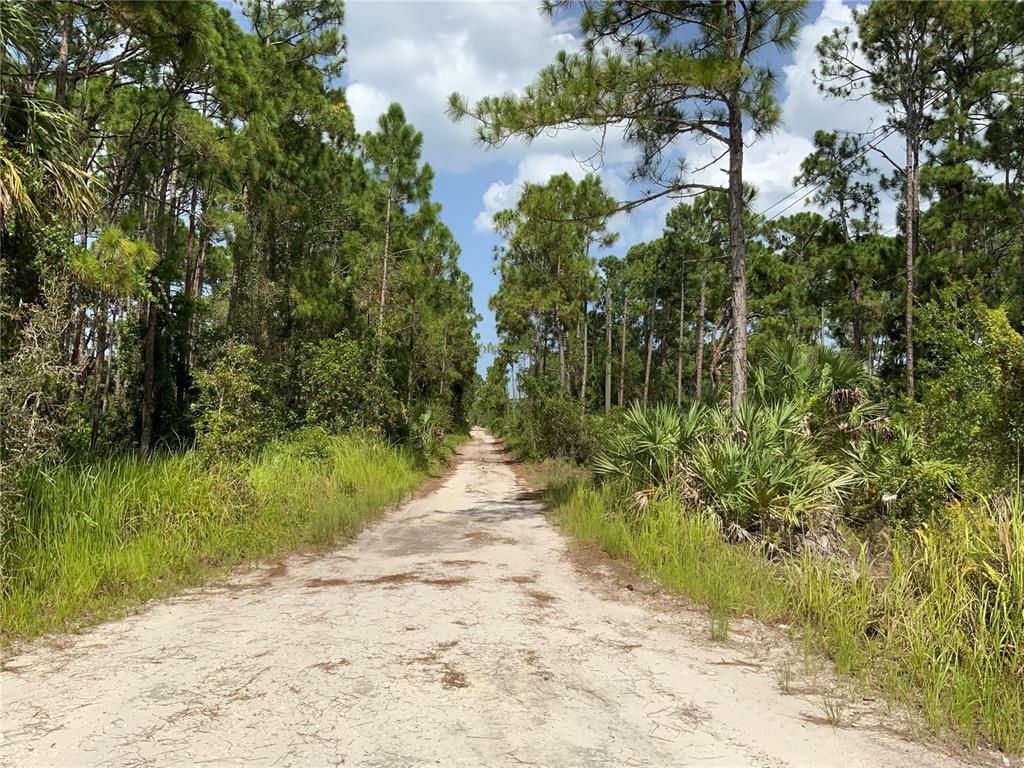 A sandy dirt road leads through a dense forest of pine trees and palmetto bushes — SNAIL KITE LANE, FORT PIERCE, FL