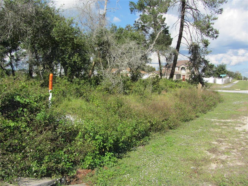An overgrown, undeveloped residential lot features dense vegetation, several tall trees, and a utility marker — 1684 CATALINA BLVD, DELTONA, FL