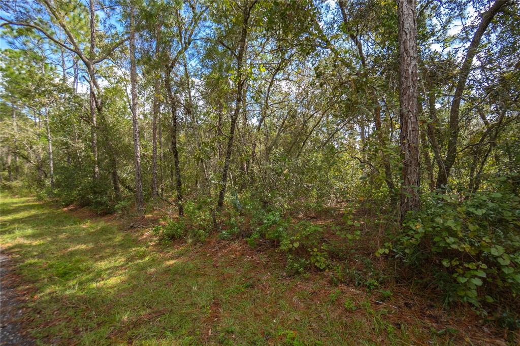 A wooded lot with tall pine trees and dense underbrush viewed from a grassy edge — 3210 E MICHAEL STREET, INVERNESS, FL