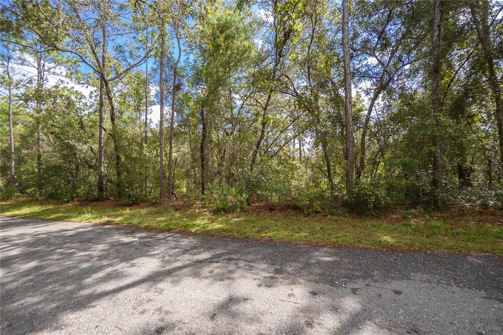 A paved road runs alongside a dense, wooded lot with tall trees and green undergrowth — 3210 E MICHAEL STREET, INVERNESS, FL