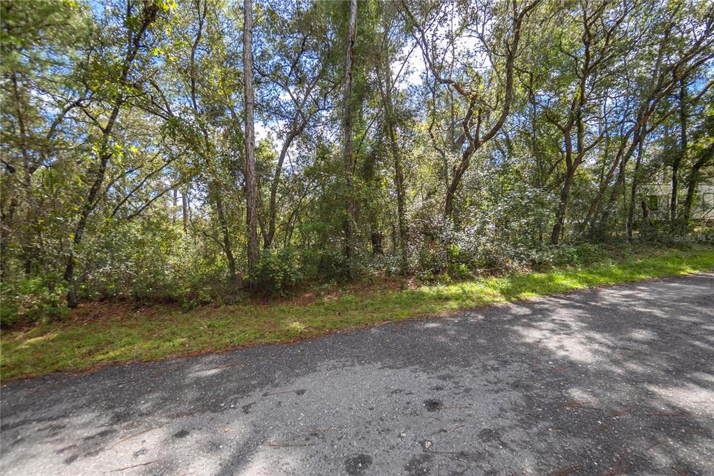 A paved road runs alongside a wooded lot with dense trees and undergrowth — 3210 E MICHAEL STREET, INVERNESS, FL