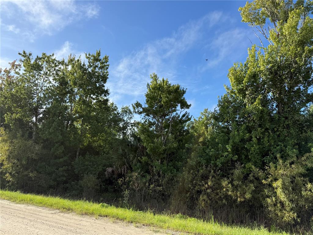 A dirt road runs alongside a dense, wooded lot under a clear blue sky — 700 SHADY HOLLOW BOULEVARD W, NAPLES, FL