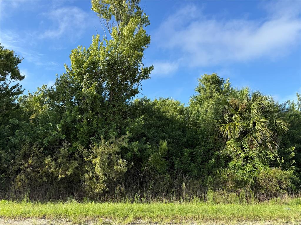 A dense thicket of trees and shrubs borders a grassy area under a blue sky — 700 SHADY HOLLOW BOULEVARD W, NAPLES, FL
