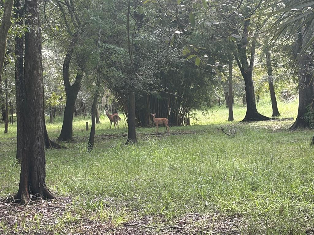 Two deer stand in a grassy, wooded area with tall trees and bamboo — 1234 NW PEACE POINTE DRIVE, ARCADIA, FL