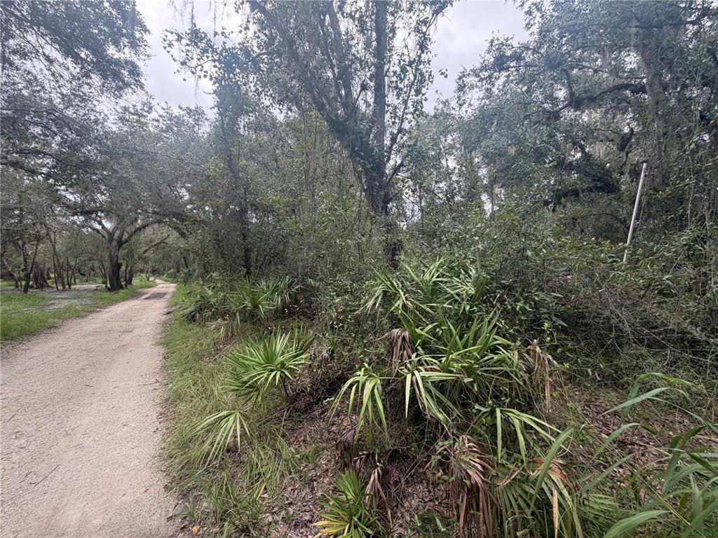 A dirt road winds through a wooded area with dense vegetation and palmetto plants — 1234 NW PEACE POINTE DRIVE, ARCADIA, FL