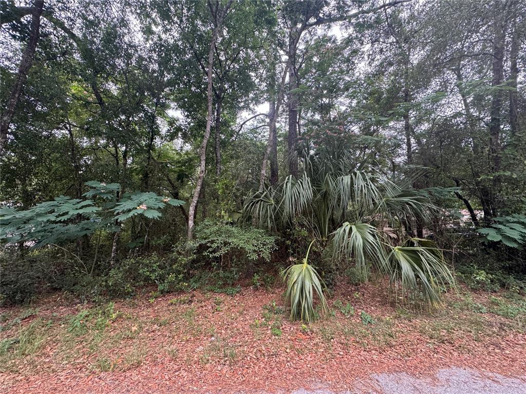 A dense, wooded lot features a large palm tree and various trees under an overcast sky — 3462 E MICHAEL STREET, INVERNESS, FL