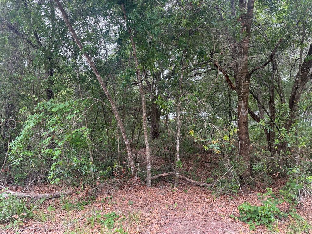 A view of a densely wooded lot with various trees and ground-level foliage — 3462 E MICHAEL STREET, INVERNESS, FL