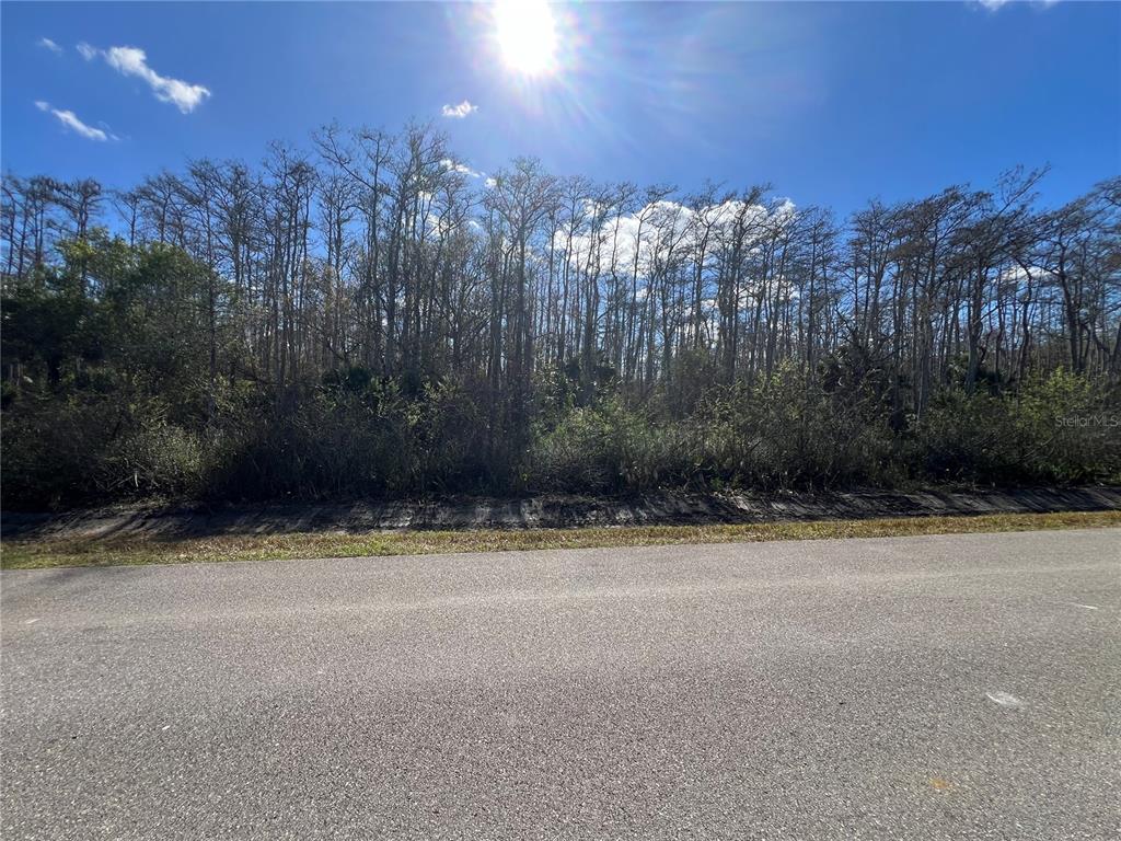A paved road runs in front of a wooded lot with tall, leafless trees — 64TH AVE NE, NAPLES, FL