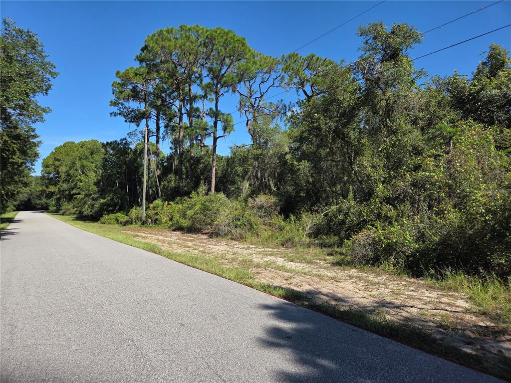 A paved road runs alongside a wooded lot with tall pine trees and dense vegetation — DEER ROAD, FROSTPROOF, FL