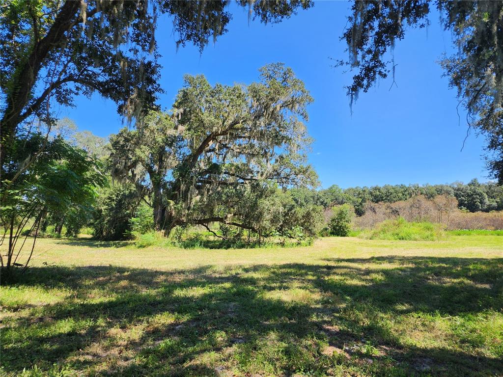 A large, moss-draped oak tree stands in the center of a grassy, sunlit field — 7670 NW 137TH AVENUE, MORRISTON, FL