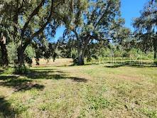 A grassy, open lot features several large, mature oak trees under a clear blue sky — 7670 NW 137TH AVENUE, MORRISTON, FL