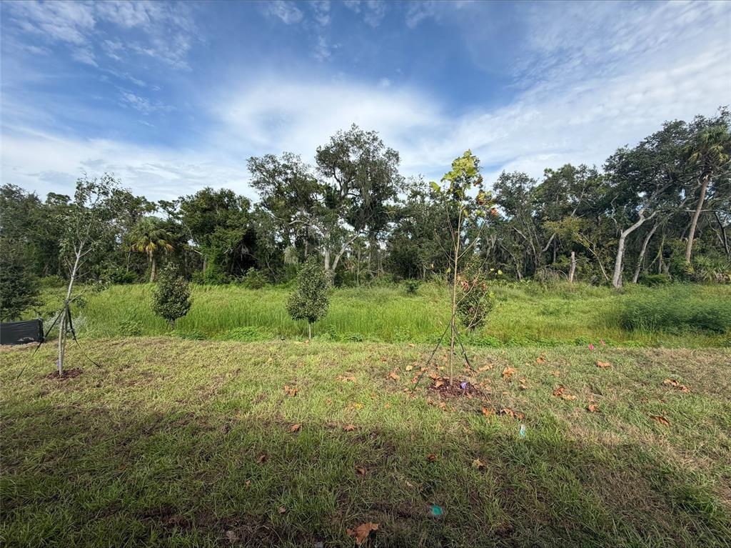 A grassy yard features several young trees in front of a dense wooded area — 10858 CURVING CREEK LOOP, PARRISH, FL