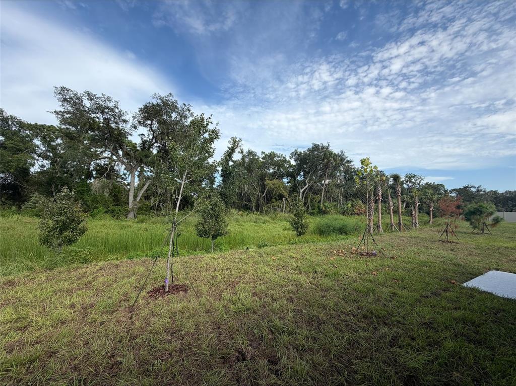 A grassy backyard features several young trees supported by stakes, bordering a dense wooded area — 10858 CURVING CREEK LOOP, PARRISH, FL