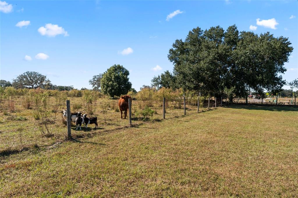 A fenced pasture features a cow and several goats under a large oak tree — 0 COUNTY ROAD 52, SAN ANTONIO, FL