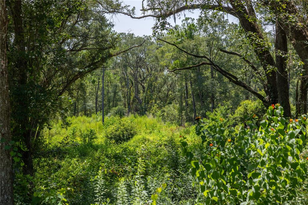A view of a dense, wooded lot with tall green grass and mature trees — 239 SW CANDI COURT, FORT WHITE, FL