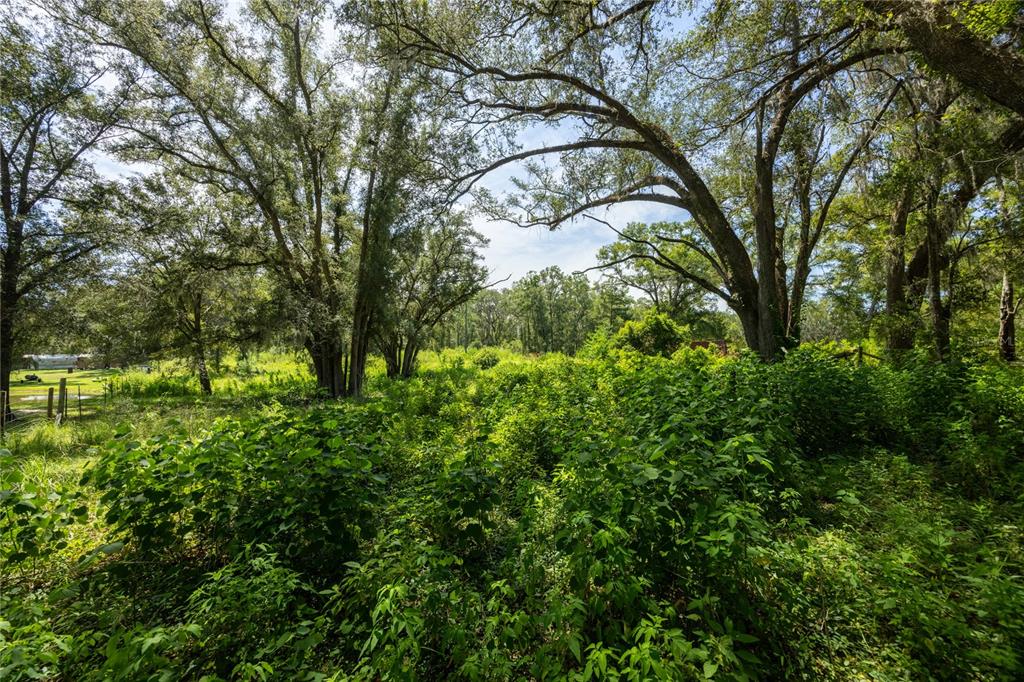A view of a grassy, overgrown field surrounded by large, mature trees under a sky — 239 SW CANDI COURT, FORT WHITE, FL