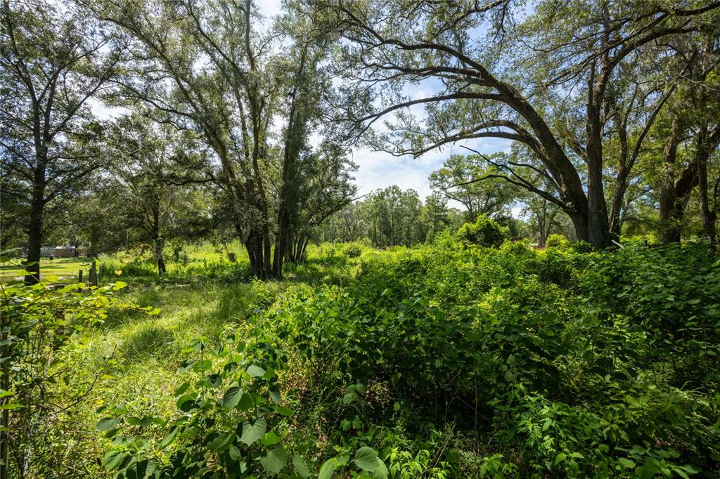 A view of a grassy, overgrown lot shaded by large, mature oak trees — 239 SW CANDI COURT, FORT WHITE, FL
