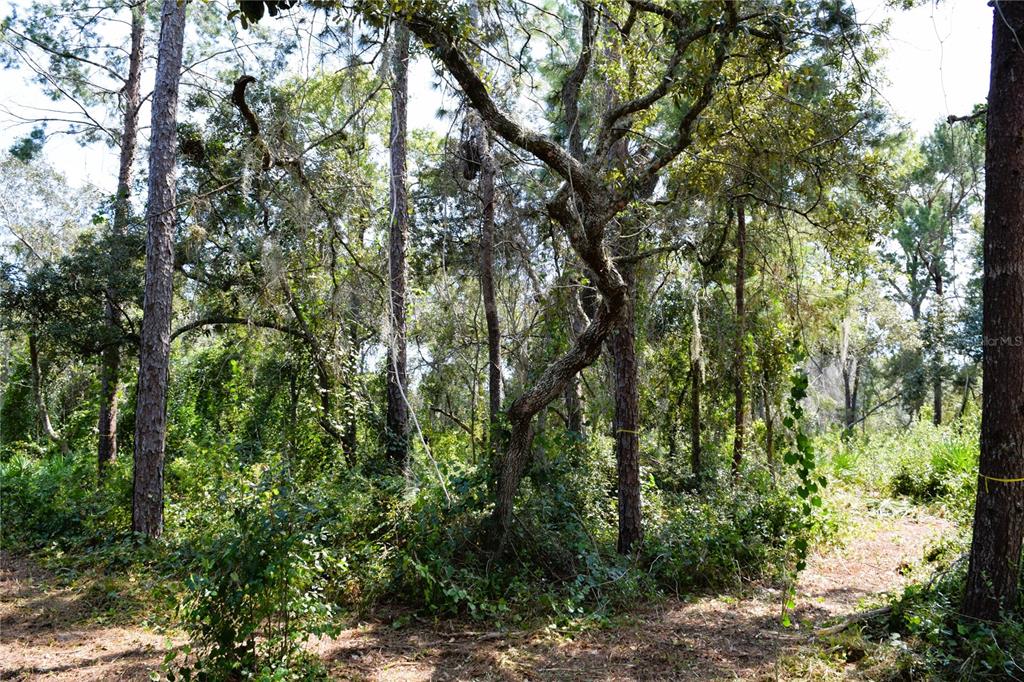 625 LAKE BUTLER AVENUE, OSTEEN, FL — photo 4 of 15