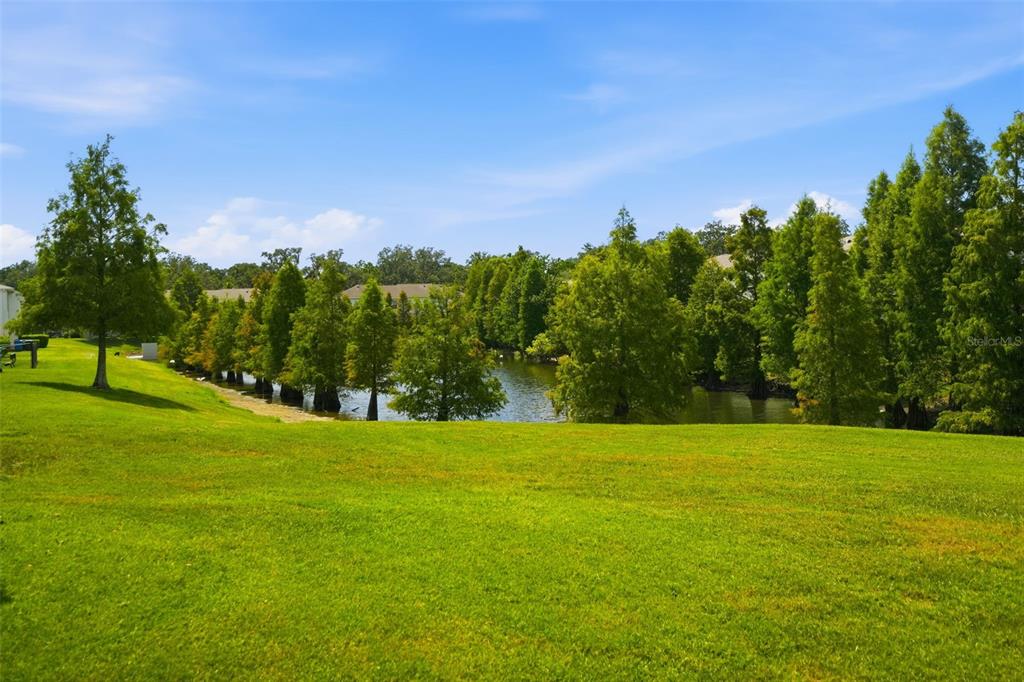 A grassy lawn slopes down toward a small pond lined with tall cypress trees — 4604 ASHBURN SQUARE DRIVE, TAMPA, FL