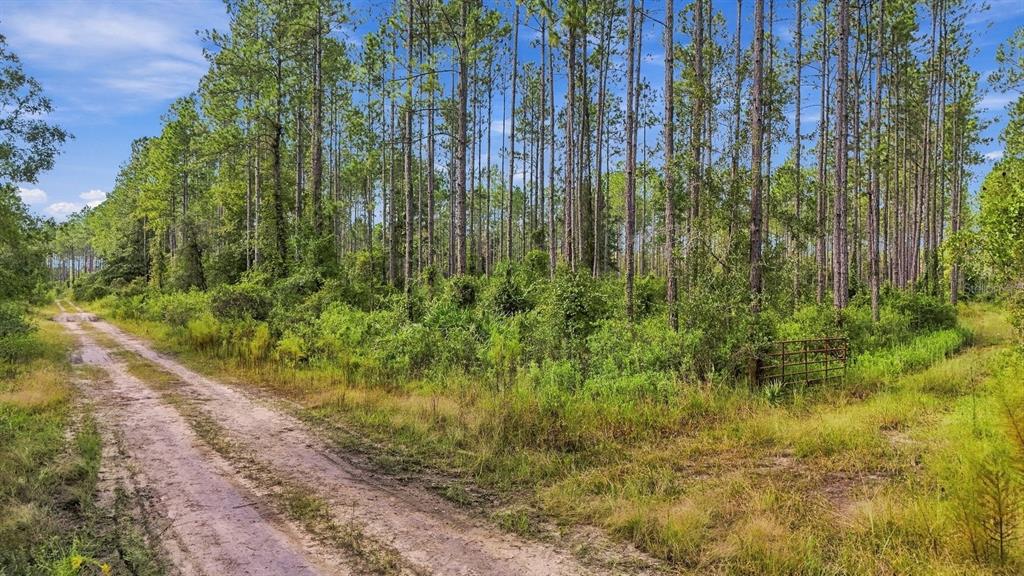 0 DOC SMITH ROAD, BRONSON, FL — photo 3 of 10