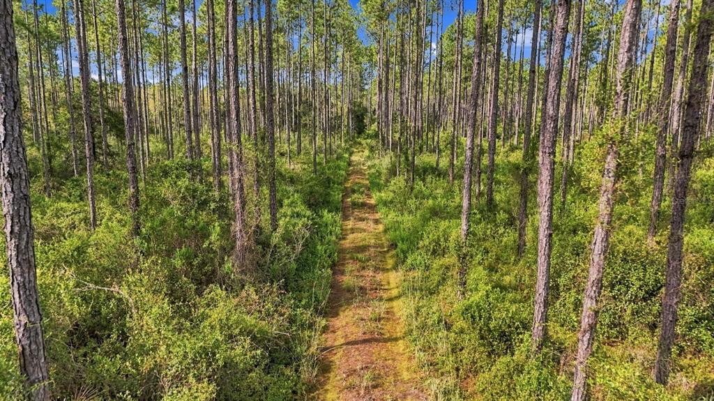 0 DOC SMITH ROAD, BRONSON, FL — photo 4 of 10
