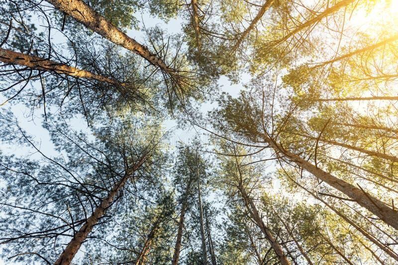 A low-angle view looking up at the tops of tall pine trees against the sky — 3215 66TH STREET W, LEHIGH ACRES, FL