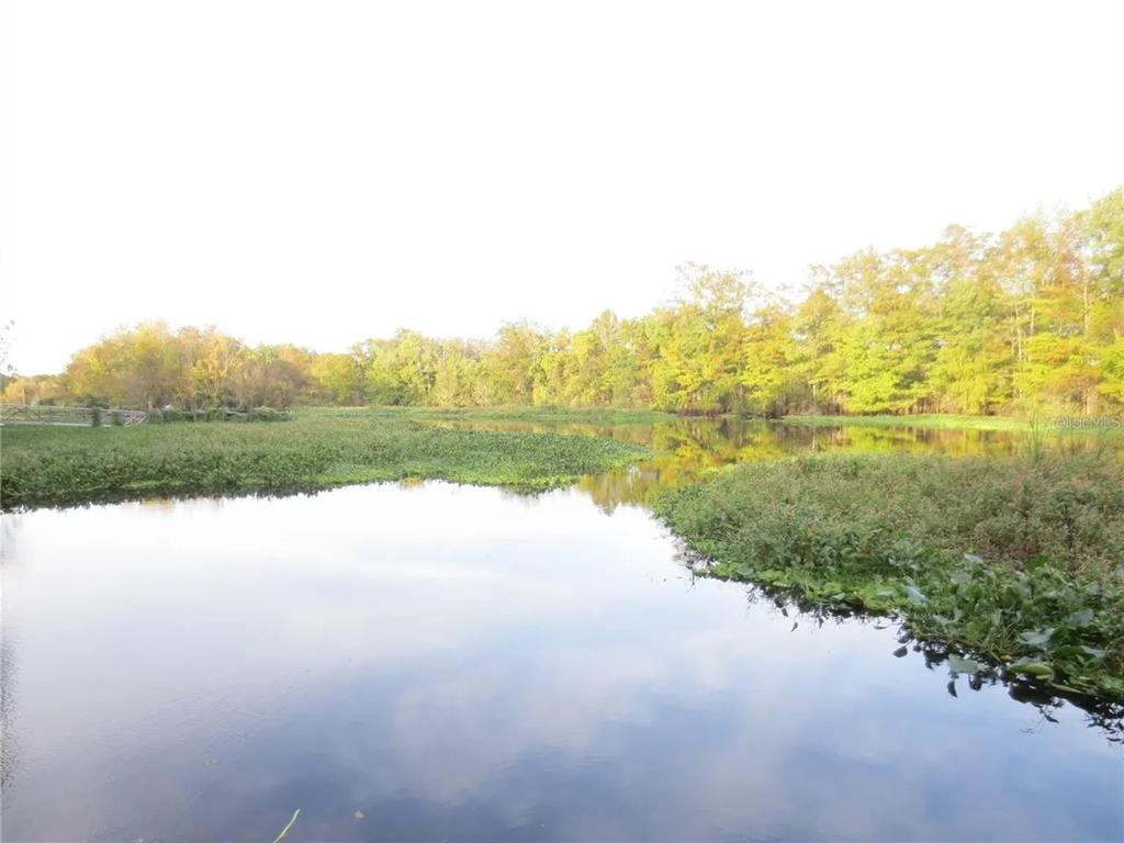 A view of a calm pond surrounded by dense green vegetation and trees — 16865 SE 3RD PLACE, SILVER SPRINGS, FL