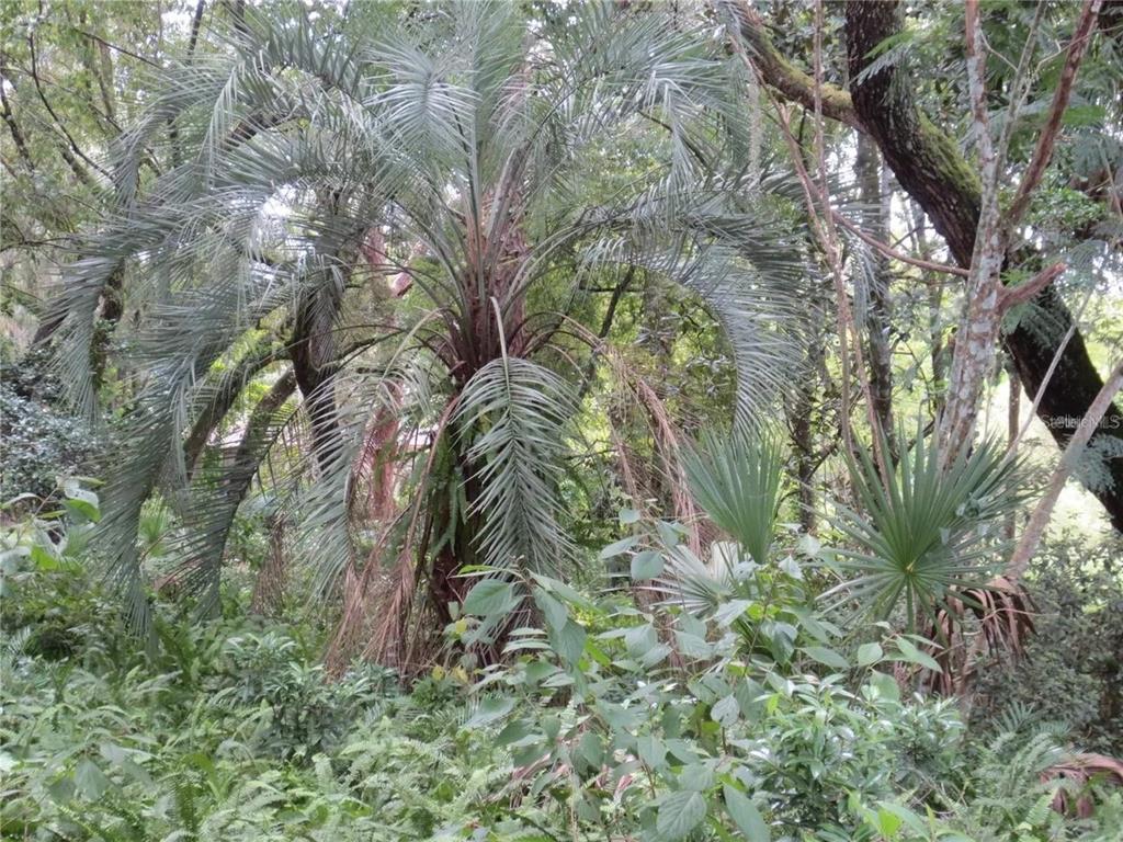 A large palm tree stands in a dense, wooded area with ferns and other vegetation — 16865 SE 3RD PLACE, SILVER SPRINGS, FL