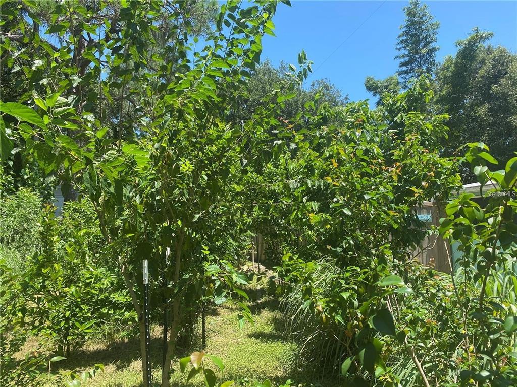 A view of a backyard garden with various trees, shrubs, and a small wooden shed — 456 WASHINGTON AVENUE, OSPREY, FL