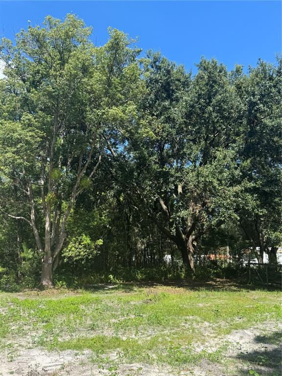 A grassy, partially cleared lot features several large, mature trees under a clear blue sky — 29244 SANIBEL DRIVE, WESLEY CHAPEL, FL