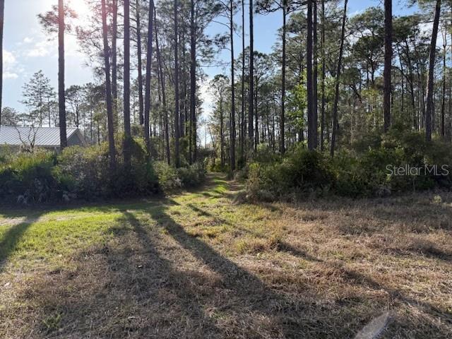 A grassy path leads into a wooded area with tall pine trees and dense undergrowth — TBD US 19, INGLIS, FL