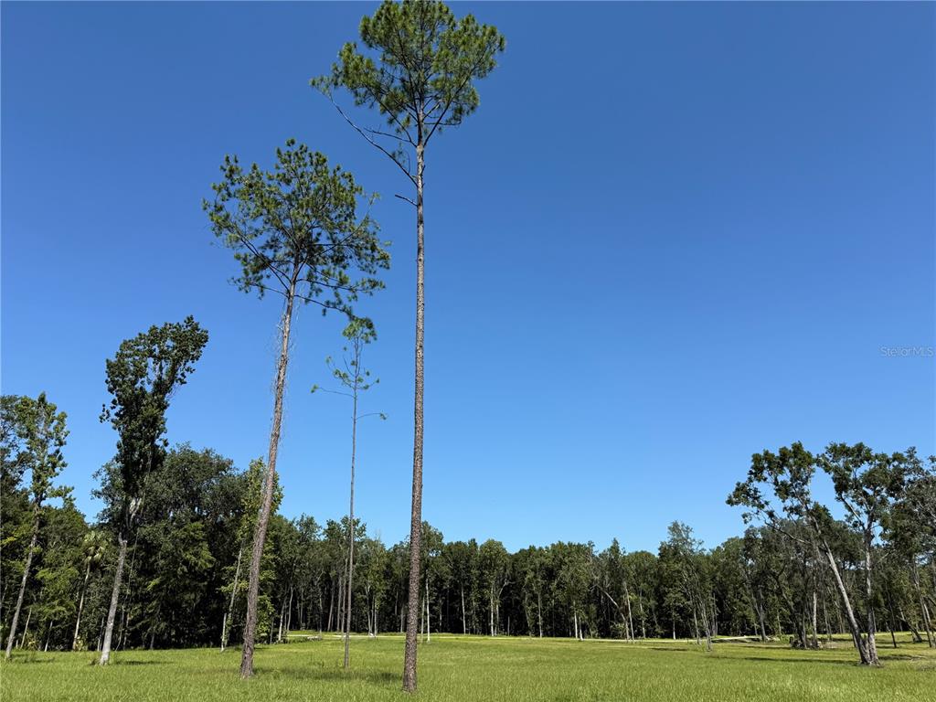 A grassy field with several tall pine trees under a clear blue sky — DR #7 (10ac) NW 193RD ST, MICANOPY, FL