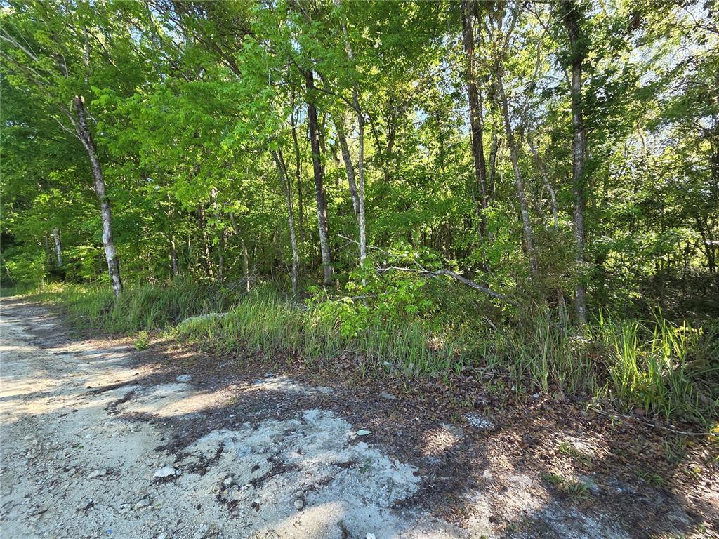 A dirt road runs alongside a dense forest of green trees and tall grass — 0000 SE 42ND COURT, BELLEVIEW, FL
