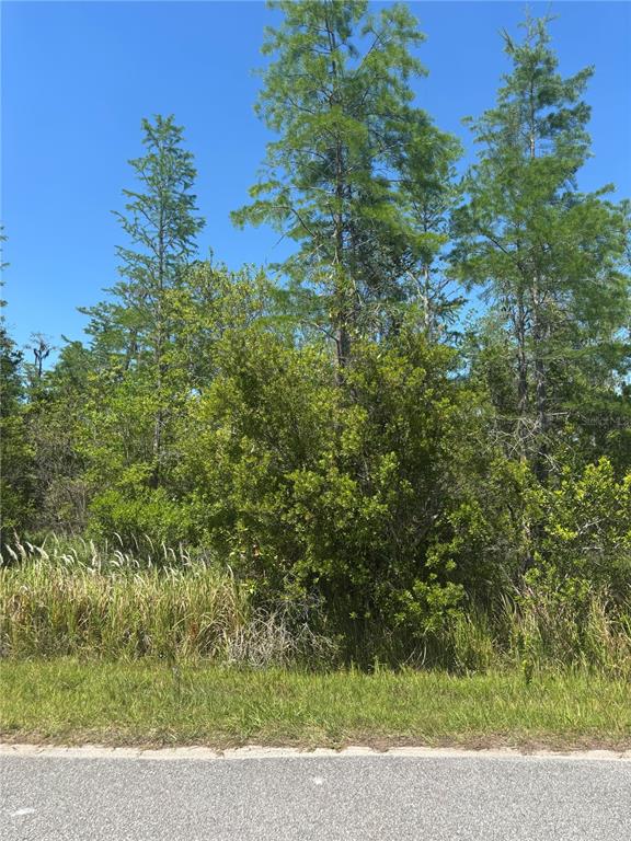 A view of a wooded lot with tall pine trees and brush along a paved road — ATLAS DRIVE, ST CLOUD, FL