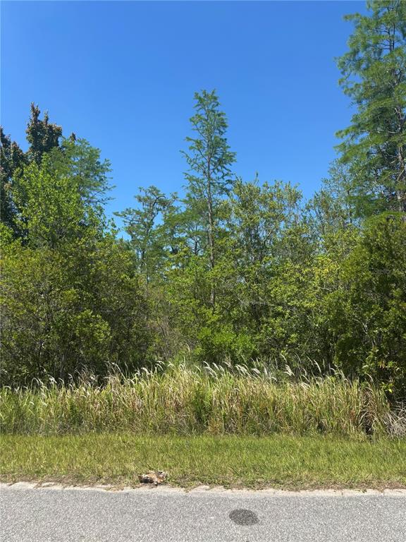 A view of a vacant, wooded lot covered in dense trees and tall grass — ATLAS DRIVE, ST CLOUD, FL