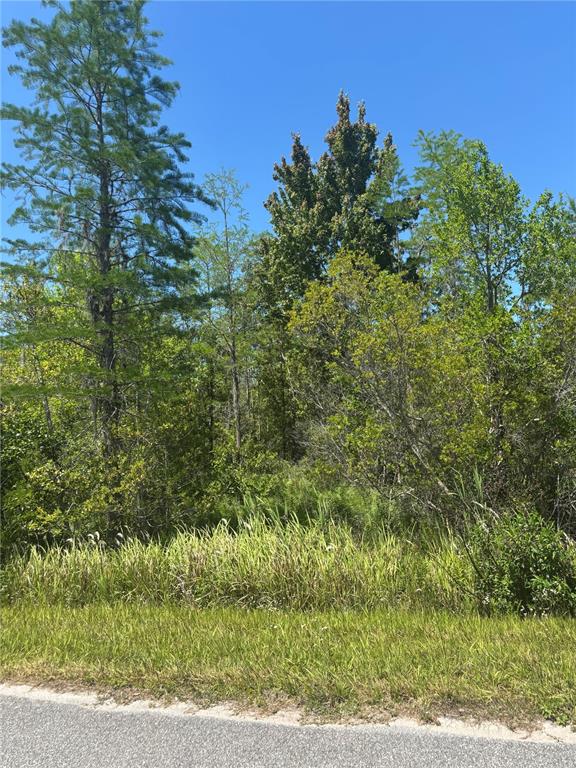 A view of a wooded, undeveloped lot from the edge of a paved road — ATLAS DRIVE, ST CLOUD, FL