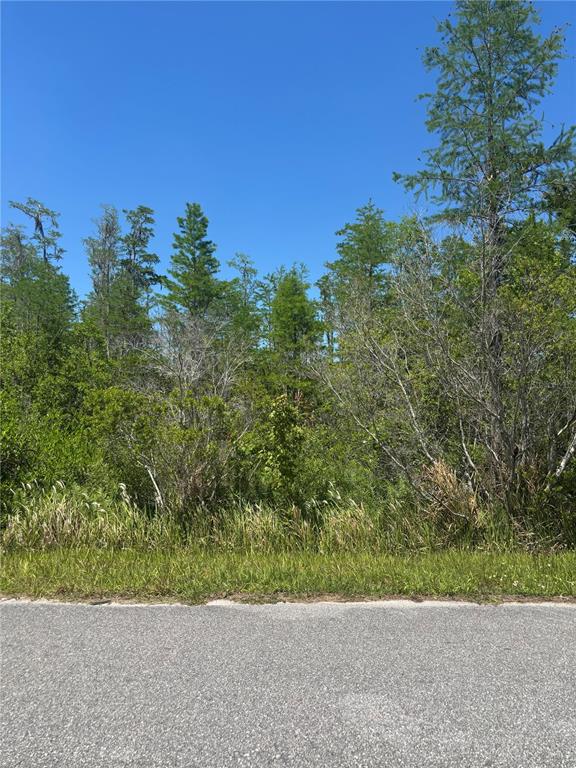 A paved road runs in front of a dense, wooded lot under a clear sky — ATLAS DRIVE, ST CLOUD, FL