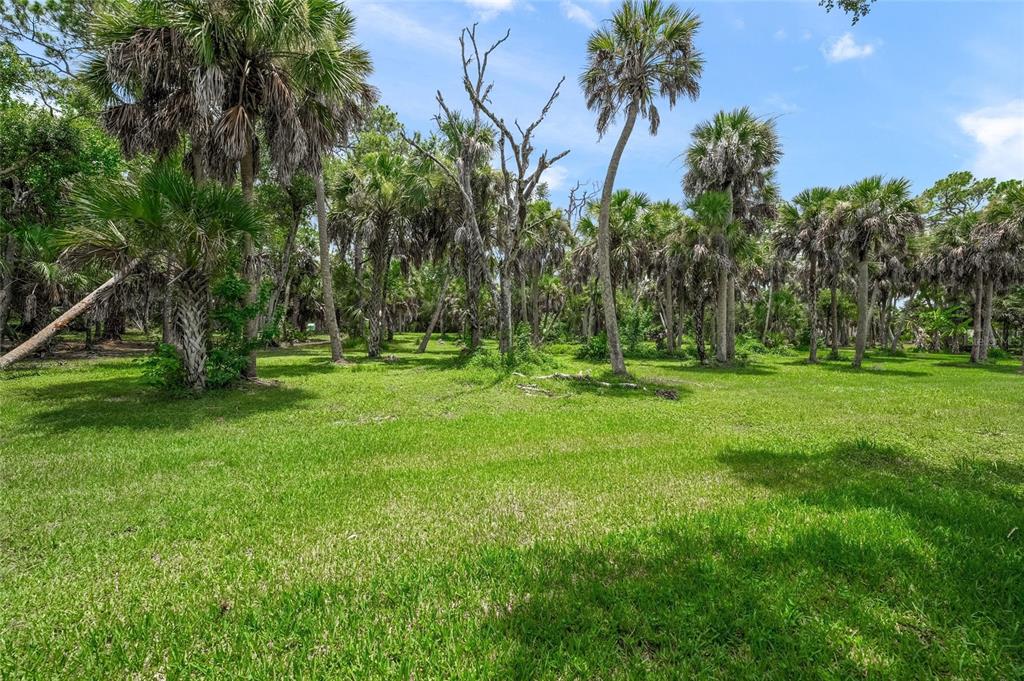 A grassy yard features numerous palm trees and a few bare, dead trees under blue sky — 0 TWIN LAKES AVENUE, NOKOMIS, FL