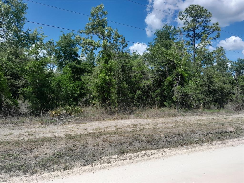A dirt road runs in front of a wooded lot with dense trees and vegetation — tbd NE 63RD PLACE, WILLISTON, FL