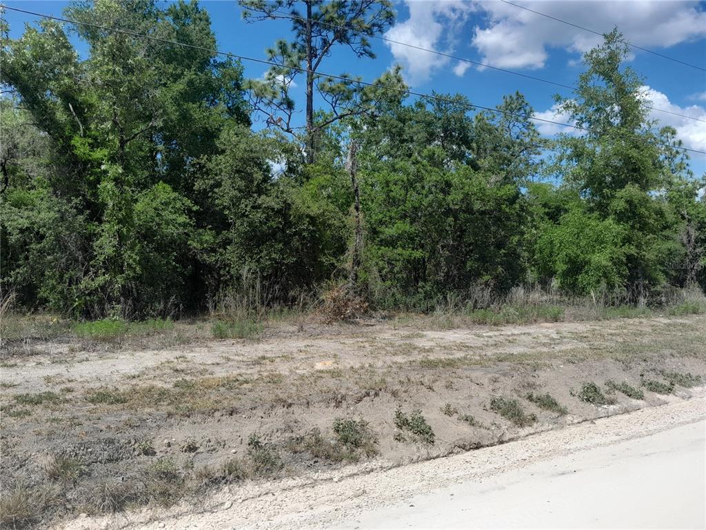A dirt road runs alongside a wooded lot with dense trees and vegetation — tbd NE 63RD PLACE, WILLISTON, FL