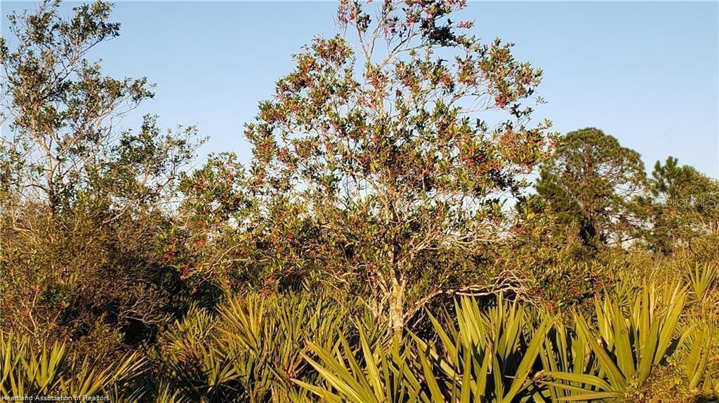 A tree with red berries stands in a field of palmettos under a clear sky — 625 N RANGE DRIVE, LORIDA, FL