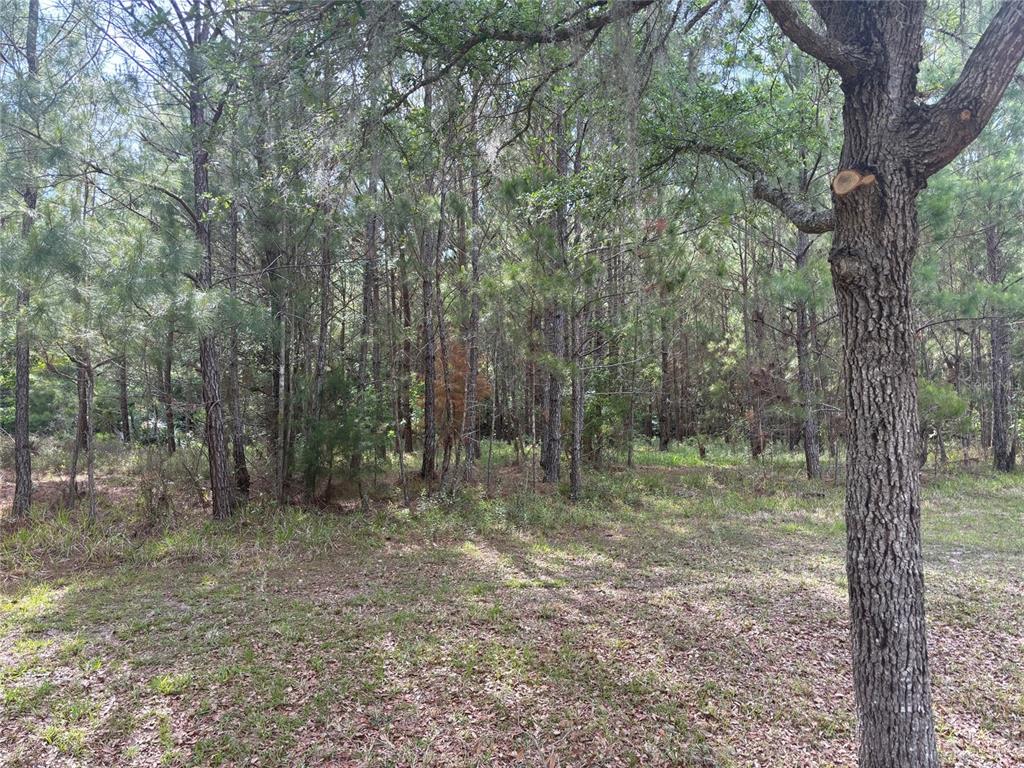 A view of a wooded lot with pine trees and a grassy foreground — 8845 NW 58TH LANE, GAINESVILLE, FL