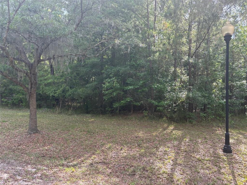 A grassy lot features a large tree with Spanish moss and a black street lamp — 8845 NW 58TH LANE, GAINESVILLE, FL