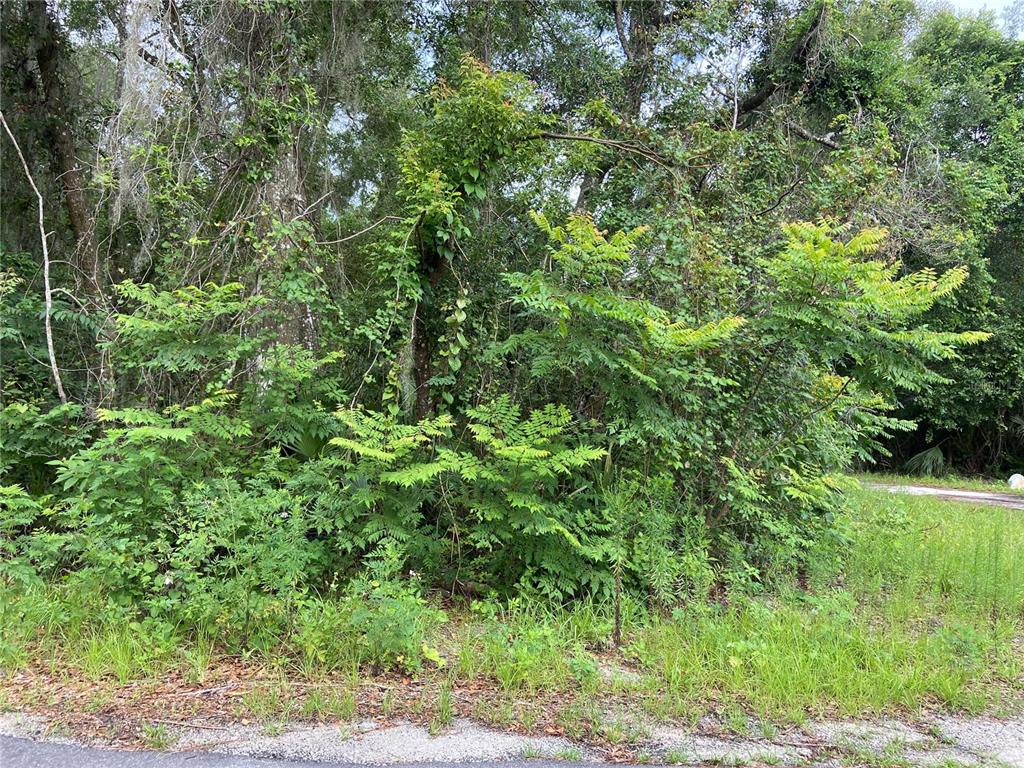 A dense, overgrown wooded lot sits adjacent to a paved road — WILSON AVENUE, DELAND, FL